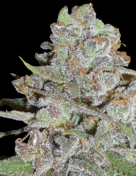 La Diva Auto Feminized (Delicious Seeds)-Delicious Seeds-GnomesGarden