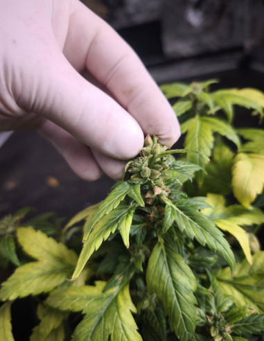 Auto Duck Regular (Dutch Passion)-Gnomes Seeds-GnomesGarden