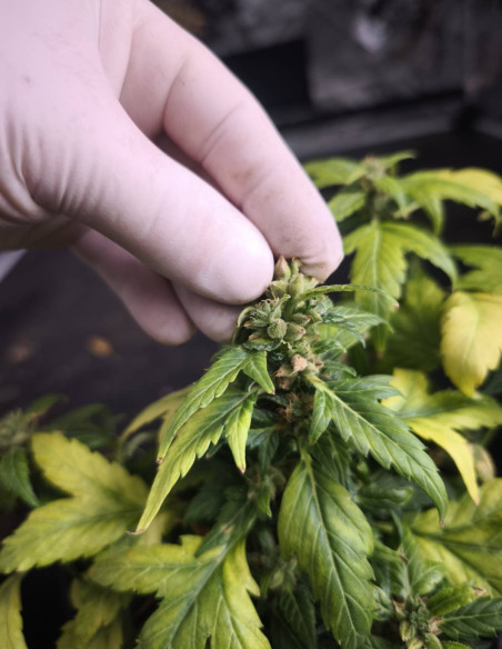 Auto Duck Regular (Dutch Passion)-Gnomes Seeds-GnomesGarden