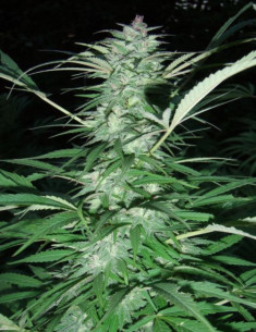 Serious 6 Regularne (Serious Seeds)