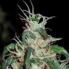 ZA 1,7 EURO Fast Black Domina Feminizovane (Gnomes Seeds)