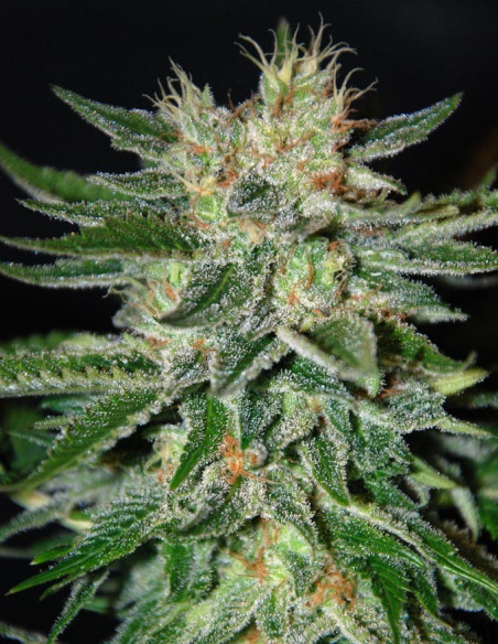 Sugar Black Rose Feminized (Delicious Seeds)-Delicious Seeds-GnomesGarden