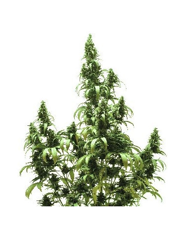 Auto Blueberry  Feminisierte (Dutch Passion)-Dutch Passion-GnomesGarden