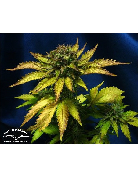 Auto Blueberry  Feminisierte (Dutch Passion)-Dutch Passion-GnomesGarden