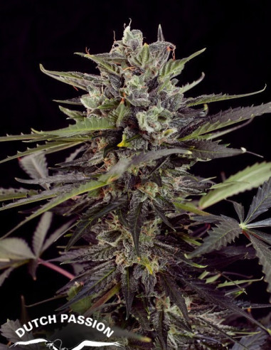 Auto Blueberry  Feminisierte (Dutch Passion)-Dutch Passion-GnomesGarden