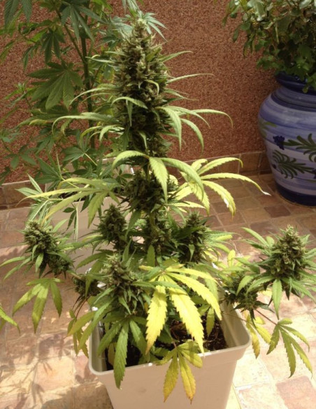 Auto Blueberry  Feminisierte (Dutch Passion)-Dutch Passion-GnomesGarden