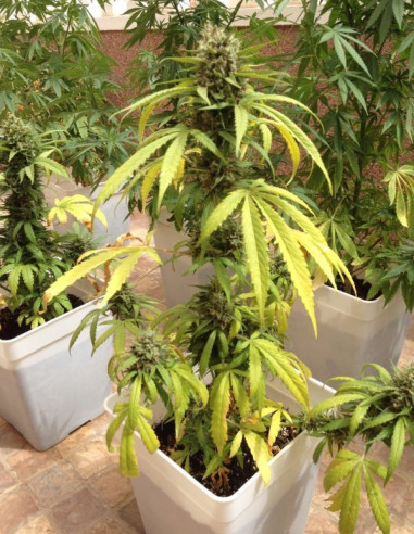 Auto Blueberry Feminizovaná (Dutch Passion)-Dutch Passion-GnomesGarden