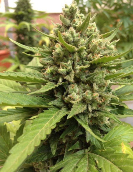 Auto Blueberry Feminizovaná (Dutch Passion)-Dutch Passion-GnomesGarden