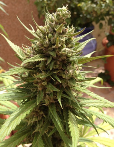 Auto Blueberry  Feminisierte (Dutch Passion)-Dutch Passion-GnomesGarden