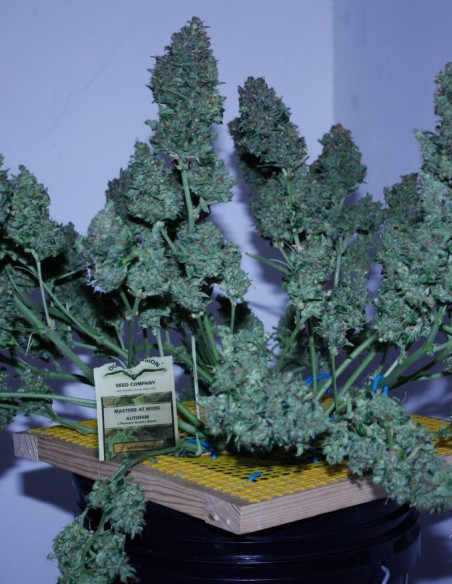 Auto Blueberry Feminizovaná (Dutch Passion)-Dutch Passion-GnomesGarden