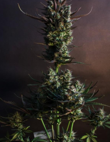 Auto Blueberry Feminizowane (Dutch Passion)-Dutch Passion-GnomesGarden