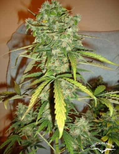 Auto Blueberry Feminizovaná (Dutch Passion)-Dutch Passion-GnomesGarden