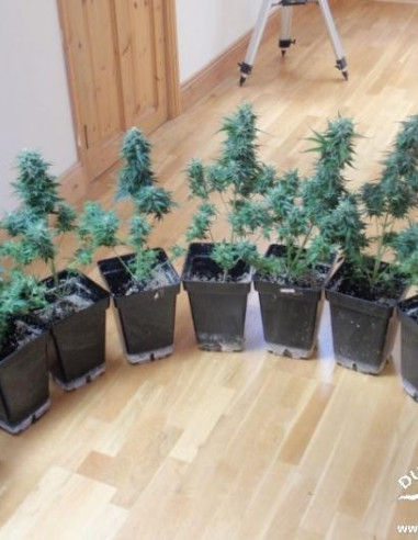Auto Blueberry Feminizovaná (Dutch Passion)-Dutch Passion-GnomesGarden