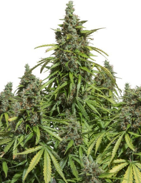 Auto Mazar Feminisierte (Dutch Passion)-Dutch Passion-GnomesGarden