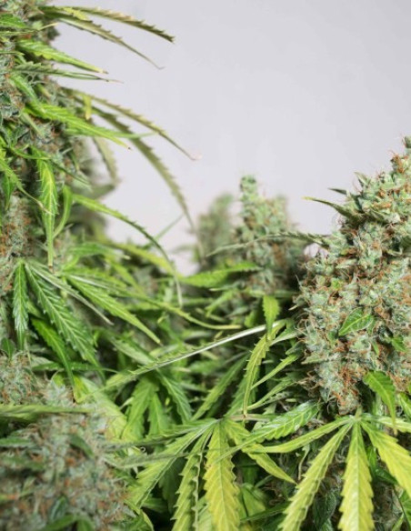 Auto Mazar Feminized (Dutch Passion)-Dutch Passion-GnomesGarden