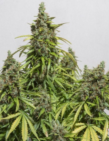 Auto Mazar Feminisierte (Dutch Passion)-Dutch Passion-GnomesGarden