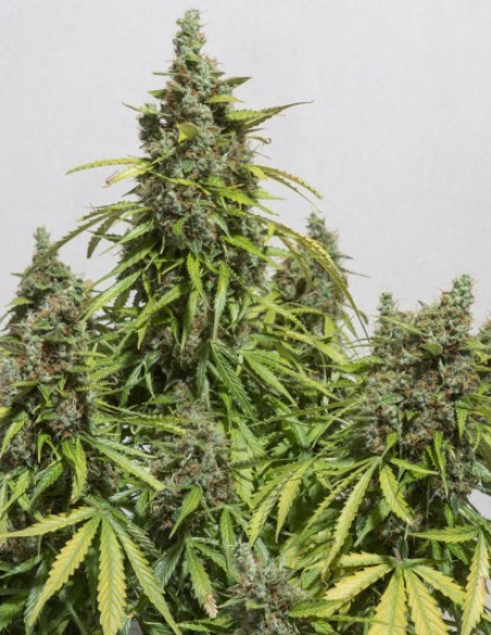 Auto Mazar Feminized (Dutch Passion)-Dutch Passion-GnomesGarden