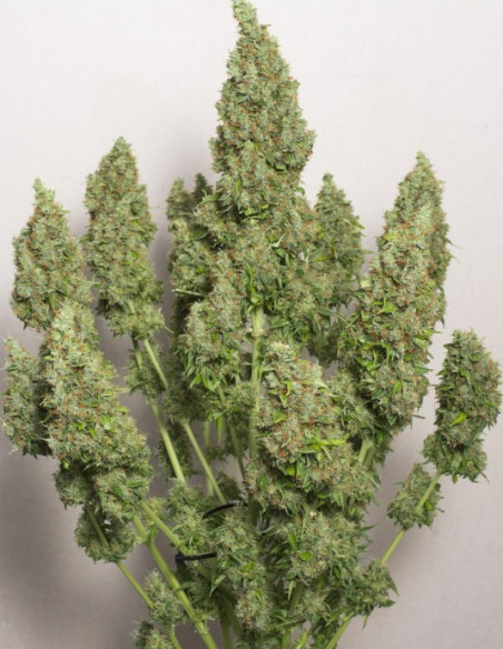 Auto Mazar Feminized (Dutch Passion)-Dutch Passion-GnomesGarden