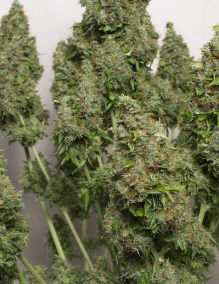 Auto Mazar Feminisierte (Dutch Passion)-Dutch Passion-GnomesGarden