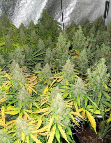 Auto Mazar Feminisierte (Dutch Passion)-Dutch Passion-GnomesGarden
