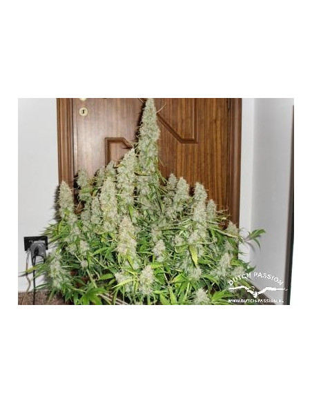 Auto Mazar Feminisierte (Dutch Passion)-Dutch Passion-GnomesGarden
