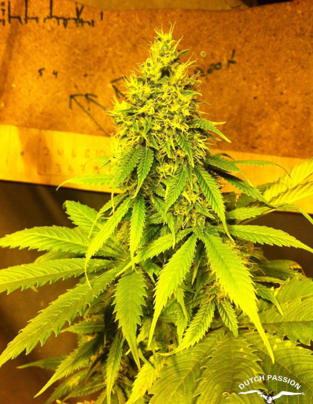 Auto Mazar Feminized (Dutch Passion)-Dutch Passion-GnomesGarden