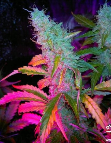 Auto Mazar Feminisierte (Dutch Passion)-Dutch Passion-GnomesGarden