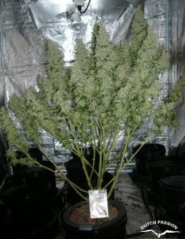 Auto Mazar Feminized (Dutch Passion)-Dutch Passion-GnomesGarden