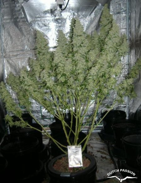 Auto Mazar Feminisierte (Dutch Passion)-Dutch Passion-GnomesGarden