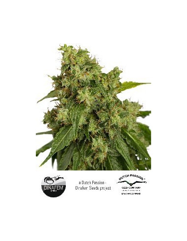 Auto Xtreme Feminisierte (Dutch Passion)-Dutch Passion-GnomesGarden