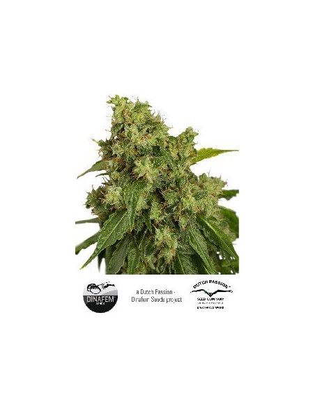 Auto Xtreme Feminizovaná (Dutch Passion)-Dutch Passion-GnomesGarden