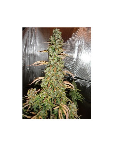 Auto Xtreme Feminizada (Dutch Passion)-Dutch Passion-GnomesGarden