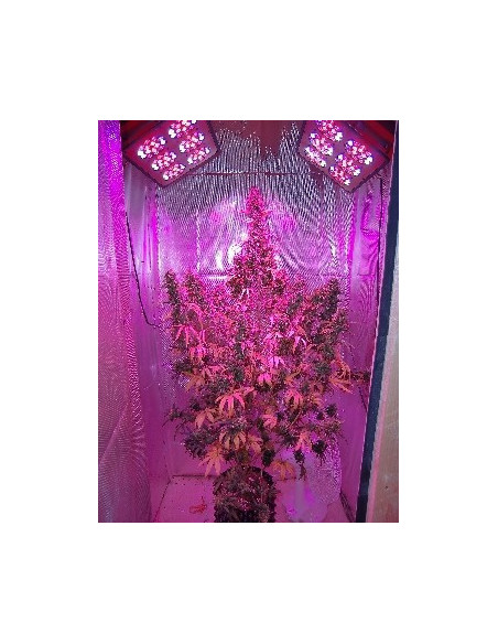 Auto Xtreme Feminisierte (Dutch Passion)-Dutch Passion-GnomesGarden