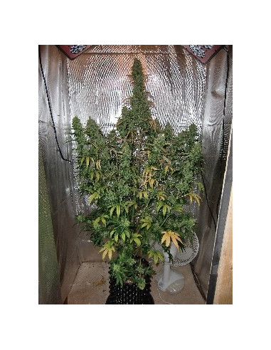 Auto Xtreme Feminisierte (Dutch Passion)-Dutch Passion-GnomesGarden