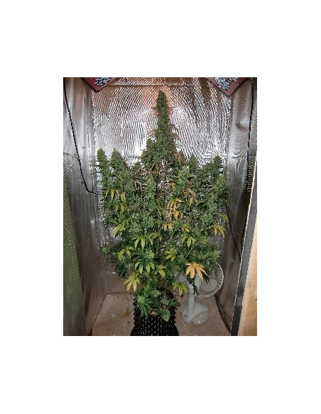 Auto Xtreme Feminisierte (Dutch Passion)-Dutch Passion-GnomesGarden