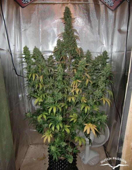 Auto Xtreme Feminizada (Dutch Passion)-Dutch Passion-GnomesGarden