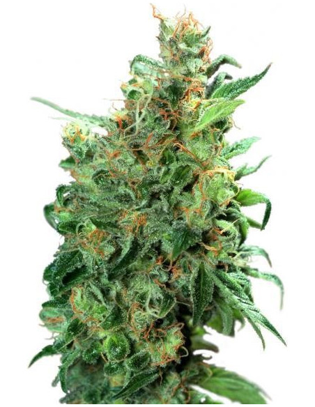 Californian Orange Feminisierte (Dutch Passion)-Dutch Passion-GnomesGarden