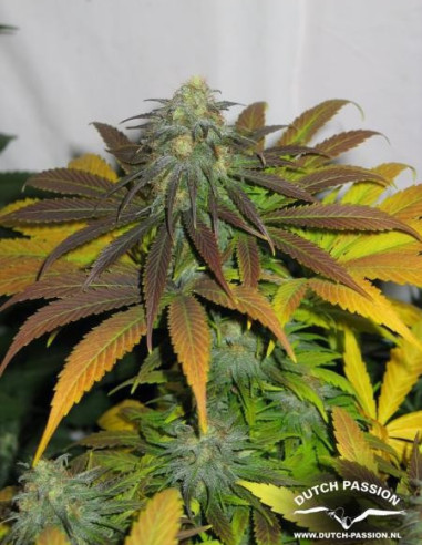 Californian Orange Feminizowane (Dutch Passion)-Dutch Passion-GnomesGarden