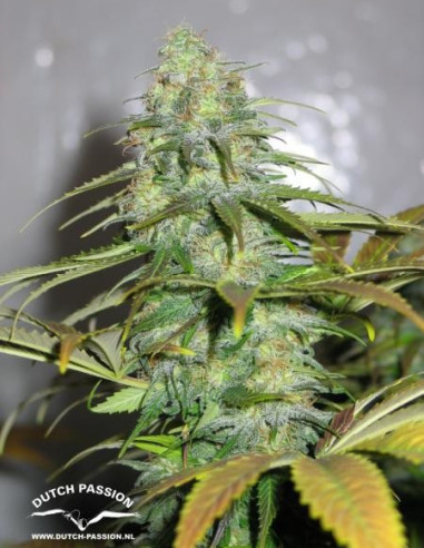 Californian Orange Feminizowane (Dutch Passion)-Dutch Passion-GnomesGarden