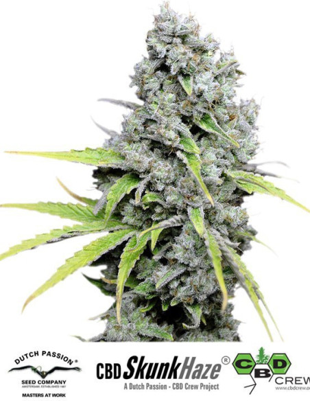 CBD SkunkHaze Feminized (Dutch Passion)-Dutch Passion-GnomesGarden
