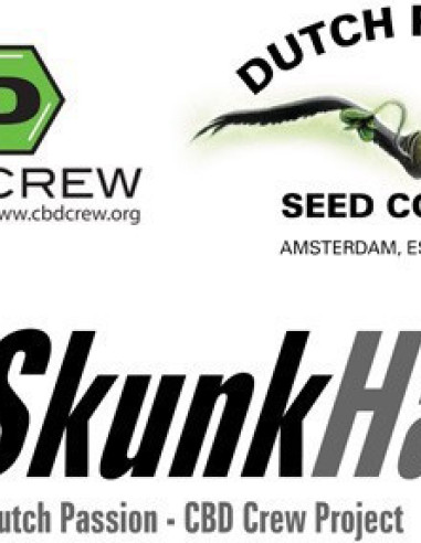 CBD SkunkHaze Feminisierte (Dutch Passion)-Dutch Passion-GnomesGarden