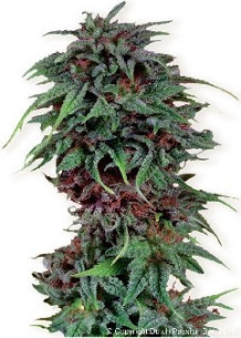Durban Poison Feminizovaná (Dutch Passion)