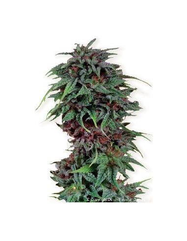 Durban Poison Feminisierte (Dutch Passion)-Dutch Passion-GnomesGarden