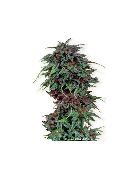 Durban Poison Feminisierte (Dutch Passion)-Dutch Passion-GnomesGarden
