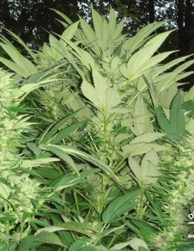 Durban Poison Feminisierte (Dutch Passion)-Dutch Passion-GnomesGarden