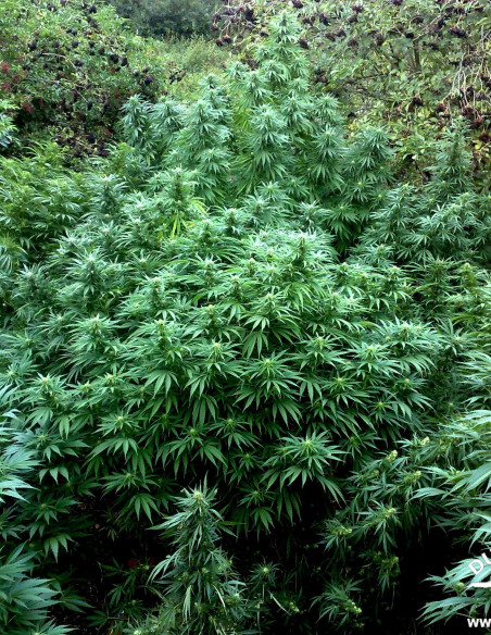 Durban Poison Feminisierte (Dutch Passion)-Dutch Passion-GnomesGarden
