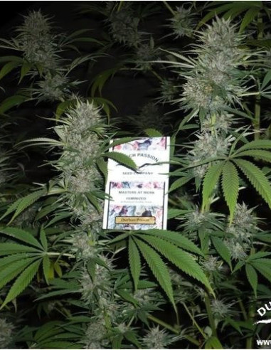 Durban Poison Feminisierte (Dutch Passion)-Dutch Passion-GnomesGarden