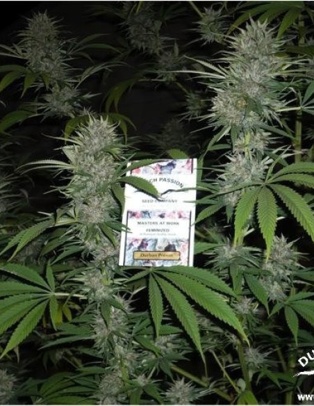 Durban Poison Feminisierte (Dutch Passion)-Dutch Passion-GnomesGarden