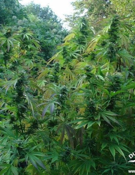 Durban Poison Feminisierte (Dutch Passion)-Dutch Passion-GnomesGarden