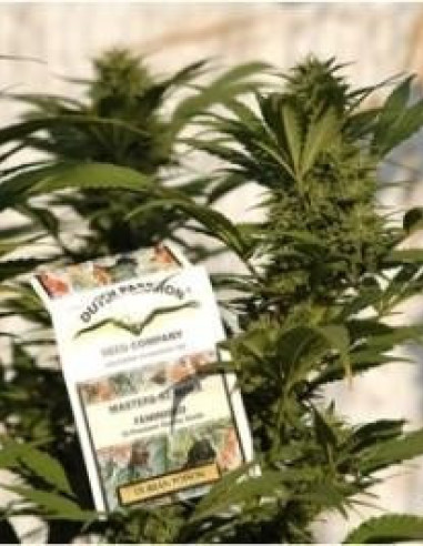 Durban Poison Feminisierte (Dutch Passion)-Dutch Passion-GnomesGarden